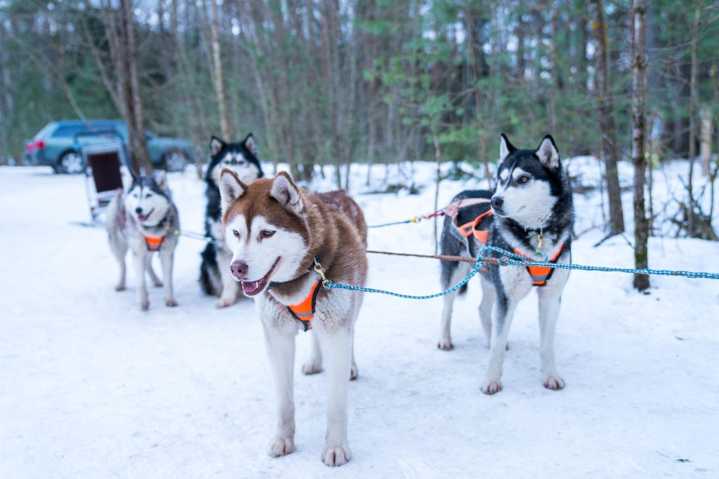 rovaniemi-husky